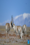 Tibetan antelopes are pictured in Hoh Xil, northwest China`s Qinghai Province, Jan. 20, 2022. (Photo by Pan Binbin/Xinhua)
