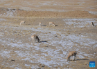 Tibetan antelopes are pictured in Hoh Xil, northwest China`s Qinghai Province, Jan. 20, 2022. (Xinhua/Zhou Shengsheng)