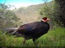 A Tibetan pheasant, a second-class protected species in China was captured on an infrared camera in Lhasa. [Photo provided to chinadaily.com.cn]