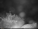 A snow leopard, a first-class protected species in China, was captured on an infrared camera in Lhasa. [Photo provided to chinadaily.com.cn]