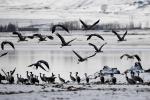 Every year, thousands of black-necked cranes spend winter in Lhundrub county of the Tibet autonomous region. [Photo by Jiang Feibo/For chinadaily.com.cn]