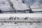 Every year, thousands of black-necked cranes spend winter in Lhundrub county of the Tibet autonomous region. [Photo by Jiang Feibo/For chinadaily.com.cn]