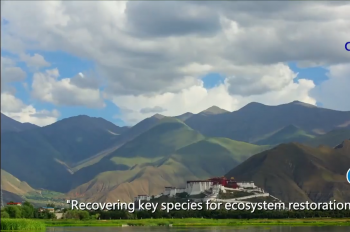 Tibet continues to make progress with wildlife protection