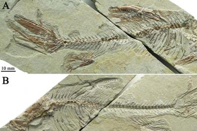 New fossil fish species found on Qinghai-Tibet Plateau
