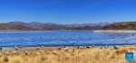 Photo taken with a mobile phone shows the scenery of the Yamzbog Yumco Lake in Shannan, southwest China`s Tibet Autonomous Region, March 19, 2022. (Xinhua/Shen Hongbing)