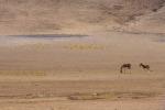 Photo taken on March 25, 2022 shows Tibetan wild donkeys in Nagqu, southwest China`s Tibet Autonomous Region. (Xinhua/Zhou Dixiao)