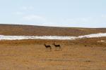 Photo taken on March 25, 2022 shows Tibetan antelope in Nagqu, southwest China`s Tibet Autonomous Region. (Xinhua/Wang Zehao)