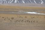 Tens of thousands of Tibetan antelope migrate over grassland in Gerze county, Ngari prefecture, in the Tibet autonomous region recently. [Photo by Penpa/For chinadaily.com.cn]