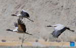 Black-necked cranes fly in Namling County of Xigaze City, southwest China`s Tibet Autonomous Region, March 29, 2022.  Tibet has seen a steady increase in endangered wildlife population, thanks to its continuous efforts over the past decades. The population of black-necked cranes has exceeded 10,000 from 1,000 to 3,000 previously. (Xinhua/Zhang Rufeng)