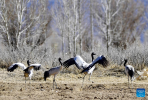 Black-necked cranes are pictured in Namling County of Xigaze City, southwest China`s Tibet Autonomous Region, March 29, 2022.  Tibet has seen a steady increase in endangered wildlife population, thanks to its continuous efforts over the past decades. The population of black-necked cranes has exceeded 10,000 from 1,000 to 3,000 previously. (Xinhua/Zhang Rufeng)