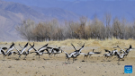 Black-necked cranes are pictured in Namling County of Xigaze City, southwest China`s Tibet Autonomous Region, March 29, 2022.  Tibet has seen a steady increase in endangered wildlife population, thanks to its continuous efforts over the past decades. The population of black-necked cranes has exceeded 10,000 from 1,000 to 3,000 previously. (Xinhua/Zhang Rufeng)