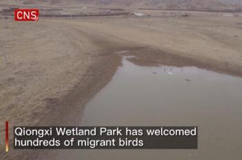 Hundreds of migrant birds take break in SW China's Sichuan