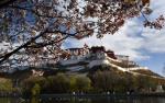A photo taken on March 31 shows blossoms around Potala Palace in Lhasa, Tibet autonomous region. [Photo/Xinhua]