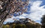 A photo taken on March 31 shows blossoms around Potala Palace in Lhasa, Tibet autonomous region. [Photo/Xinhua]