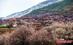 Beautiful Tibetan village decorated with pink apricot blossoms is seen in Ganzi Tibetan Autonomous Prefecture, southwest China`s Sichuan Province. (Photo: China News Service/He Xingming)