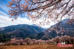 Beautiful Tibetan village decorated with pink apricot blossoms is seen in Ganzi Tibetan Autonomous Prefecture, southwest China`s Sichuan Province. (Photo: China News Service/He Xingming)