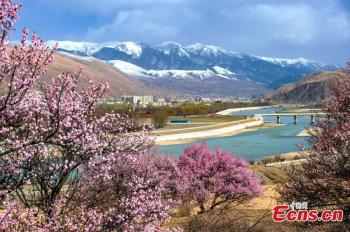 Beautiful Tibetan village decorated with apricot blossom in Sichuan
