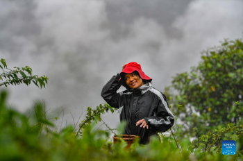 Residents pick tea leaves in Medog County, China's Tibet