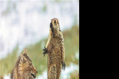 Wildlife snapper trains lens on plateau