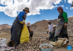 Villagers work in a field in Zhaxizom Township in Tingri County, southwest China`s Tibet Autonomous Region, May 10, 2022. At an altitude of about 4,200 meters, Zhaxizom is the nearest administrative township to Mount Qomolangma. Due to the high altitude and low temperature, spring farming here does not begin until May. (Xinhua/Jiang Fan)