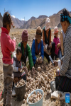 Villagers cut potatoes in a field in Zhaxizom Township in Tingri County, southwest China`s Tibet Autonomous Region, May 10, 2022. At an altitude of about 4,200 meters, Zhaxizom is the nearest administrative township to Mount Qomolangma. Due to the high altitude and low temperature, spring farming here does not begin until May. (Xinhua/Sun Fei)