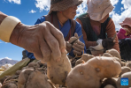 Villagers cut potatoes in a field in Zhaxizom Township in Tingri County, southwest China`s Tibet Autonomous Region, May 10, 2022. At an altitude of about 4,200 meters, Zhaxizom is the nearest administrative township to Mount Qomolangma. Due to the high altitude and low temperature, spring farming here does not begin until May. (Xinhua/Sun Fei)