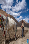 A villager works in a field in Zhaxizom Township in Tingri County, southwest China`s Tibet Autonomous Region, May 10, 2022. At an altitude of about 4,200 meters, Zhaxizom is the nearest administrative township to Mount Qomolangma. Due to the high altitude and low temperature, spring farming here does not begin until May. (Xinhua/Sun Fei)