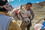Villagers work in a field in Zhaxizom Township in Tingri County, southwest China`s Tibet Autonomous Region, May 10, 2022. At an altitude of about 4,200 meters, Zhaxizom is the nearest administrative township to Mount Qomolangma. Due to the high altitude and low temperature, spring farming here does not begin until May. (Xinhua/Liu Ying)