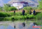 Summer scenery at Lalu Wetland National Nature Reserve in Lhasa, southwest China`s Tibet Autonomous Region, May 24, 2022. Lalu wetland, known as `the Lung of Lhasa` is the highest natural wetland in China. (Photo/China News Service)