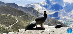 A white eared pheasant (Crossoptilon crossoptilon) is observed in Shannan City, southwest China`s Tibet Autonomous Region on May 14, 2022. Southwest China`s Tibet Autonomous Region remains one of the best environmental areas in the world, with local biodiversity and ecosystems remaining stable in 2021, according to a report issued on June 2, 2022. (Xinhua/Shen Hongbing)
