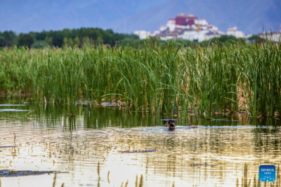 Lhalu wetland in Lhasa