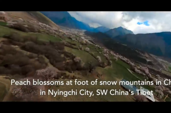 Peach blossoms at foot of snow mountains in China's Tibet