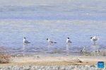 Brown-headed gulls perch near water of Lhasa River in Lhasa, southwest China`s Tibet Autonomous Region, June 26, 2022. (Xinhua/Zhang Rufeng)