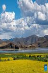 Photo taken on July 2, 2022 shows the scenery of cole flower fields near the Yamdrok Lake in Nagarze County of Shannan City, southwest China`s Tibet Autonomous Region. (Xinhua/Sun Fei)