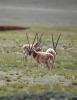 Photo taken on July 11, 2022 shows male Tibetan antelopes on alert at the Qiangtang National Nature Reserve in southwest China`s Tibet Autonomous Region. (Xinhua/Jigme Dorge)