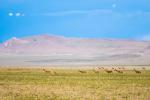 Photo taken on July 11, 2022 shows Tibetan antelopes at the Qiangtang National Nature Reserve in southwest China`s Tibet Autonomous Region. (Xinhua/Zhou Dixiao)