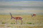 Photo taken on July 11, 2022 shows male Tibetan antelopes on alert at the Qiangtang National Nature Reserve in southwest China`s Tibet Autonomous Region.  (Xinhua/Sun Fei)