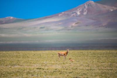 Tibetan antelopes in Qiangtang National Nature Reserve