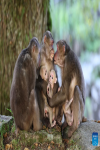 The number of wild Tibetan macaques has been on the rise in the park, thanks to stronger ecological protection and rising environment protection awareness. (Xinhua/Jiang Kehong)