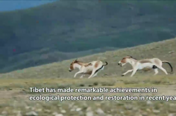Tibet becomes paradise of wild animals with improving ecology