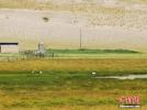 Black-necked cranes wander at Yanglong Wetland Park at Qilian county, Haibei Tibetan Autonomous Prefecture, northwest China`s Qinghai Province, Aug. 9, 2022. The black-necked crane is endemic to the Tibetan Plateau. (Photo: China News Service/Jia Tianyong)