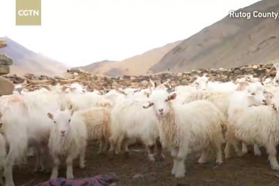 White cashmere goat enjoys good reputation of 'soft gold' in Tibet
