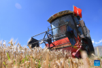 A harvester operates in the highland barley field in Rasog township of Gyangze county, Xigaze, Southwest China`s Tibet autonomous region, Sept 19, 2022. [Photo/Xinhua]