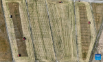 Aerial photo taken on Sept 19, 2022 shows harvest machines operating in the highland barley field in Rasog township of Gyangze county, Xigaze, Southwest China`s Tibet autonomous region. [Photo/Xinhua]