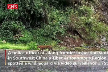 Wild leopard found in a border town of Tibet