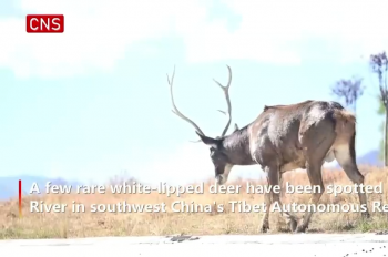Rare white-lipped deer spotted in SW China's Tibet
