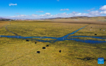 This aerial photo taken on Oct. 20, 2022 shows a wetland in Hongyuan County of Aba Tibetan and Qiang Autonomous Prefecture, southwest China`s Sichuan Province.