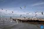 This photo taken on July 1, 2021 shows waterfowls at the Bird Island wetland at Qinghai Lake in northwest China`s Qinghai Province.(Photo by Xing Zhi/Xinhua)