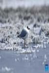 This photo taken on April 8, 2020 shows a brown-headed gull resting at Qinghai Lake, Gangcha County of Haibei Tibetan Autonomous Prefecture, northwest China`s Qinghai Province.(Xinhua/Zhang Long)