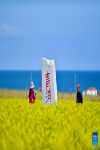 This photo taken on Sept. 14, 2019 shows tourists strolling in cole flower fields along the Qinghai Lake in northwest China`s Qinghai Province.(Xinhua/Zhang Long)